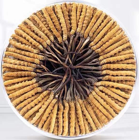 宁波冬虫夏草回收